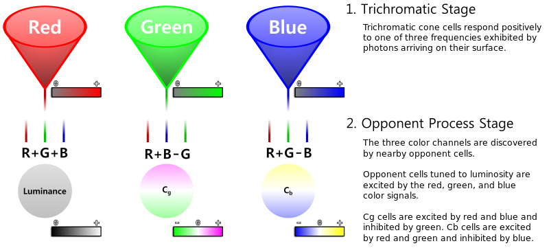 سنسورهای رنگ مغز و مونیتور